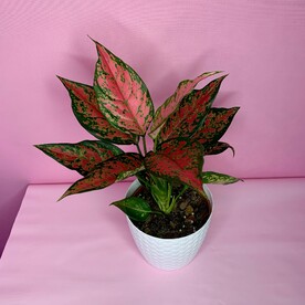 Аглаонема(003)