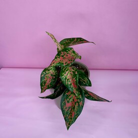 Аглаонема(007)