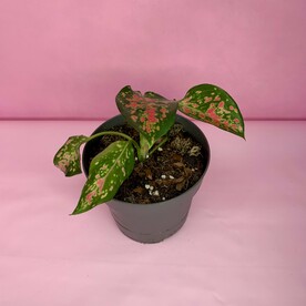 Аглаонема(010)