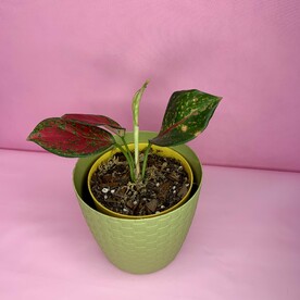 Аглаонема Wealthy Red (003)
