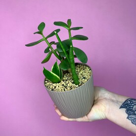 Крассула и сансевиерии в кашпо