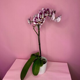 Орхидея Фаленопсис 🌿