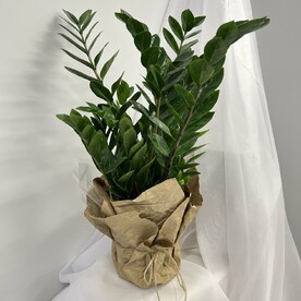 Замиокулькас «Денежное дерево»