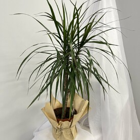 Драцена штамбовая