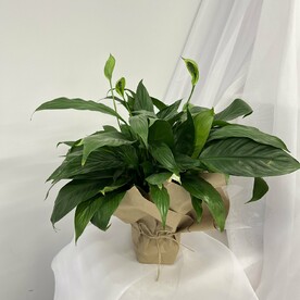 Спатифилум «Женское счастье»