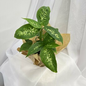 Диффенбахия