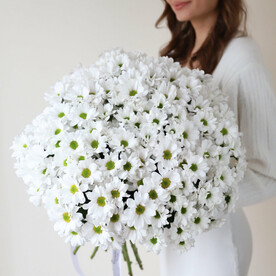 Хризантемы ромашковые в ленту (25 шт)