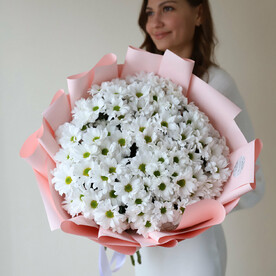 Хризантемы кустовые белые в розовом оформлении (15 шт)