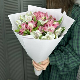 Нежные альстромерии