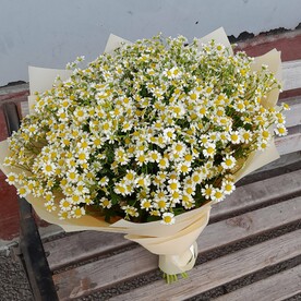 Букет из 25 кустовых ромашек