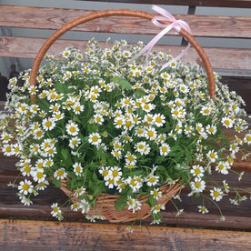 Корзина с ромашками