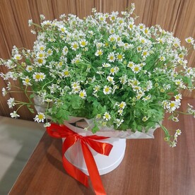 Кустовые ромашки в шляпной коробке