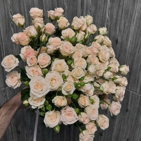 19 кремовых кустовых роз