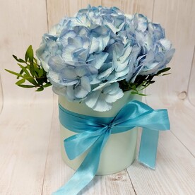 Гортензия в шляпной коробке