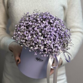 Коробка гипсофил