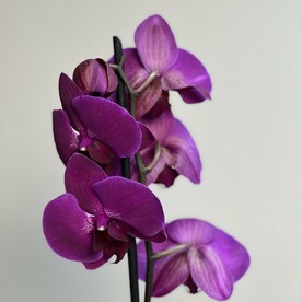 Орхидея фиолетовая