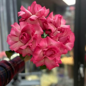 5 шт Розовая вывернутая роза