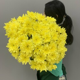 Яркая солнечная кустовая хризантема