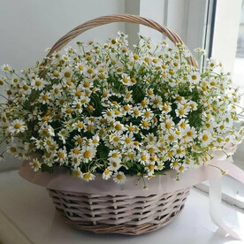 Букет ромашек в корзине 51 «Ромашковая корзина», красивый букет цветов, шикарный, премиум цветы, ромашка.