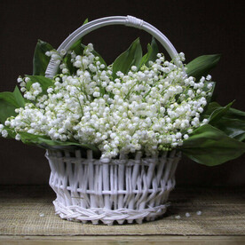 Букет ландышей в корзине «Чистые намерения», красивый букет цветов, шикарный, премиум цветы.