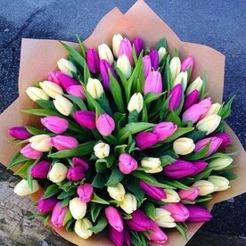 101 тюльпан "Лиловый и белый"