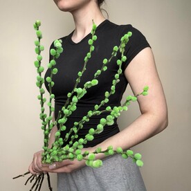 Пучок зеленой вербы - 11шт