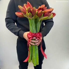 9 аммарилисов под ленту