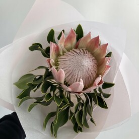 Протея Ц В Е Т К Е В И Ч