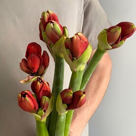 7 красных амариллисов