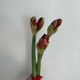 3 амариллисов