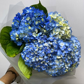 Букет из 5 синих гортензий