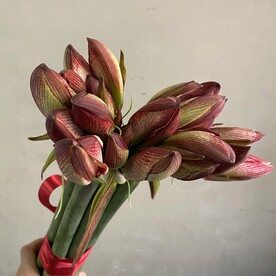 Букет из 7 амариллисов