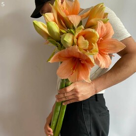 Букет из 5 амариллисов