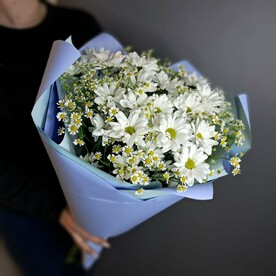 Ромашки (хризантем и матрикария)