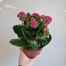 Каланхоэ (розовый)