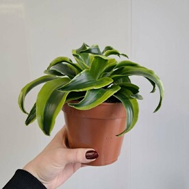 Драцена Фрагранс Торнадо