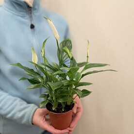 Спатифиллум (Женское счастье) малое