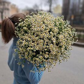 Полевые ромашки 51шт