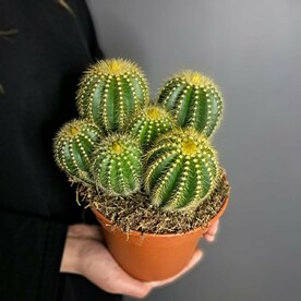 Кактусы 9шт