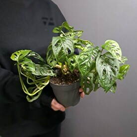 Монстера Обликва