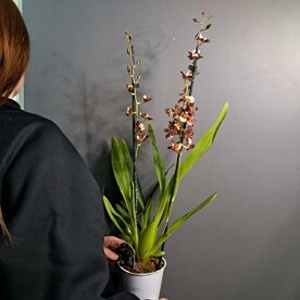 Орхидея Камбрия кофейная