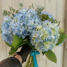 Букет из голубой гортензии