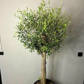 Оливковое дерево