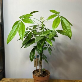 Пахира акватика