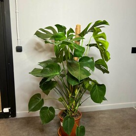 Монстера делициоза