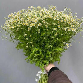 Большой букет ромашек