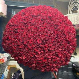 501 роза Эквадор