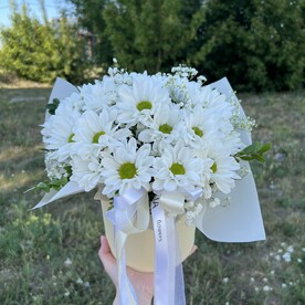 Хризантемы как ромашки