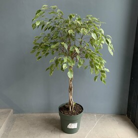 Фикус Бенджамина