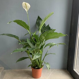 Спатифиллум